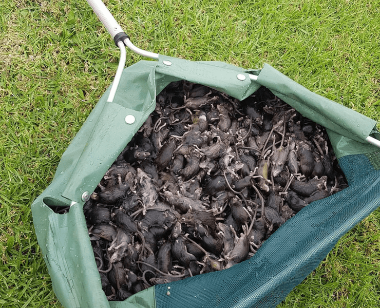 нашествие, мыши, грызуны, паразиты, австралия, новый южный уэльс, урожай зерна