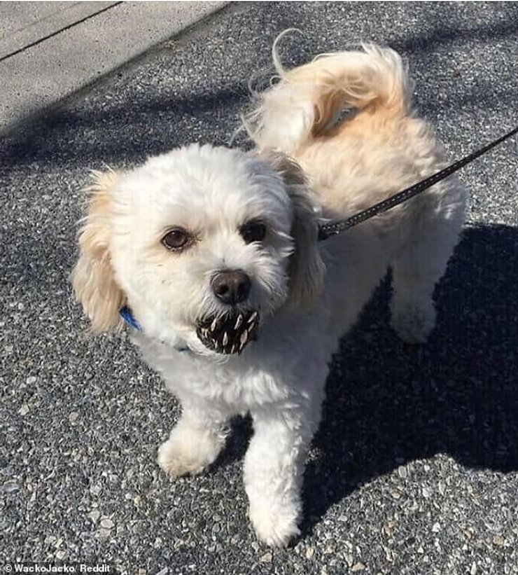 необычные животные, необычные животные фото,