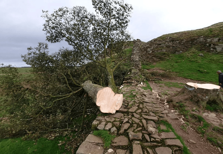 Зрубане дерево, Sycamore Gap, вандал із бензопилою, спиляли дерево, знамените дерево, пам'ятка, розслідування