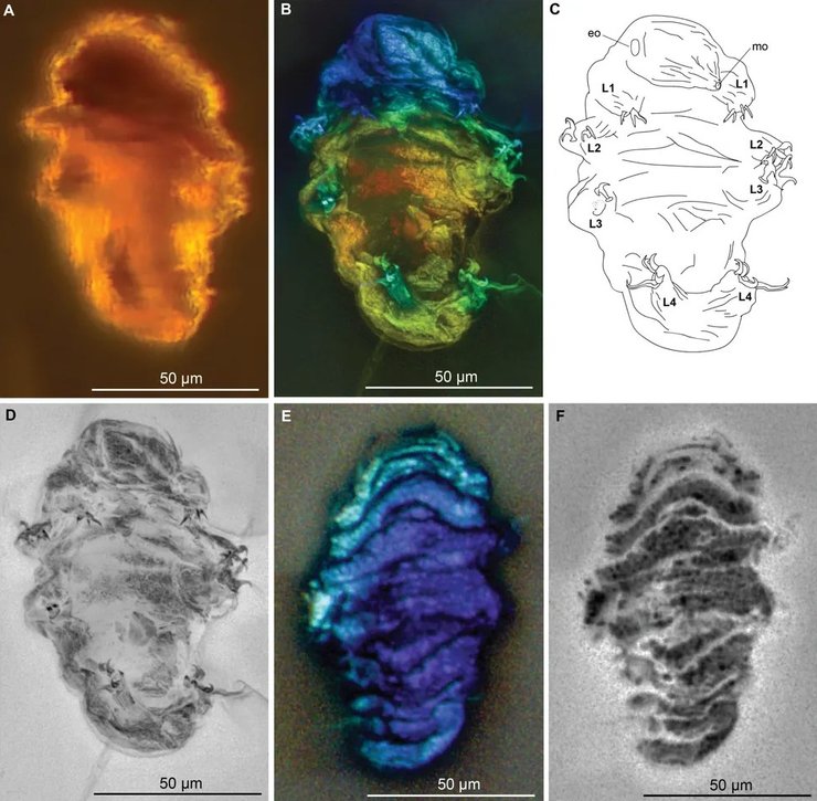 тихоходка окаменелость