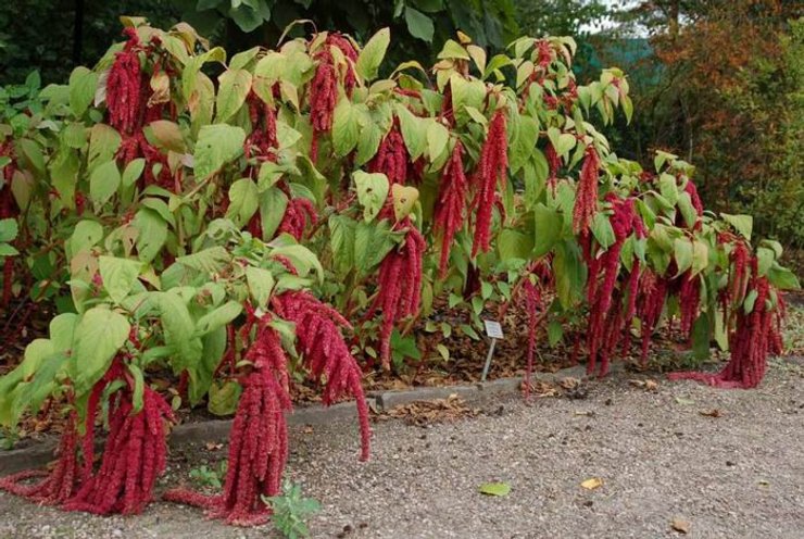 растение амарант