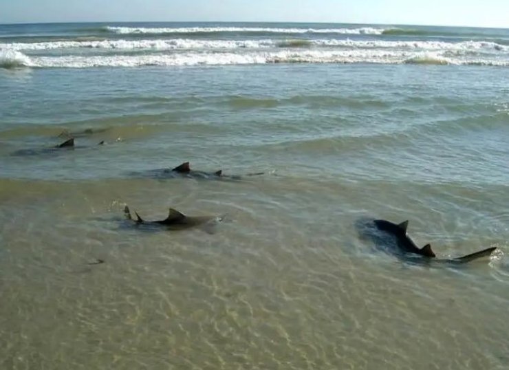 акули центр флорида