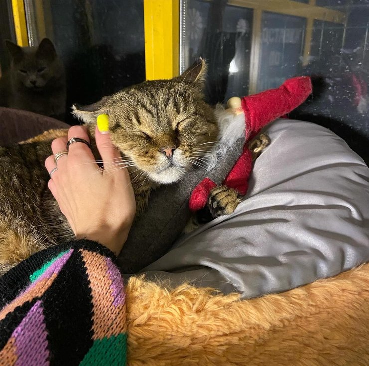 кот Жовтень, кот, коты, кошки, кот приют