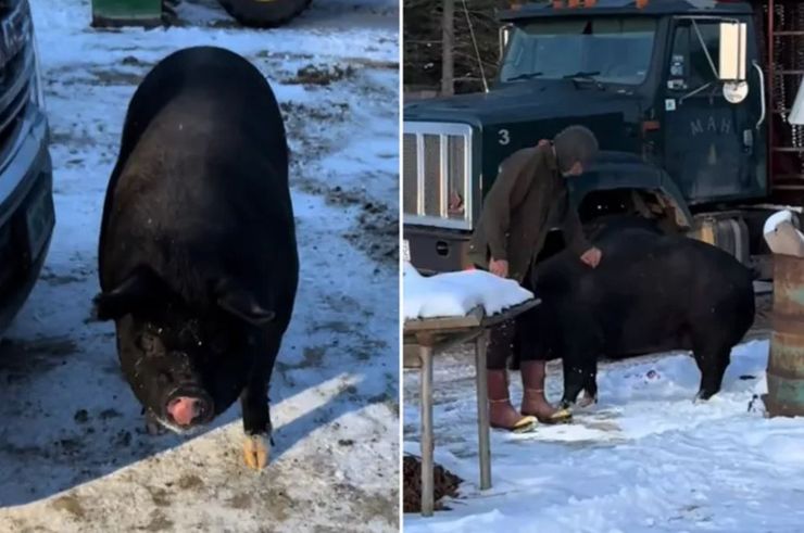 Чоловік не зміг забити свиню, яку купив для м'яса, тепер тварина живе у нього в сараї, всі подробиці, курйози