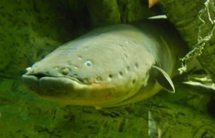 угорь, Лох-несское чудовище, лох-несс, несси, тайны природы, загадки природы, тайна озера