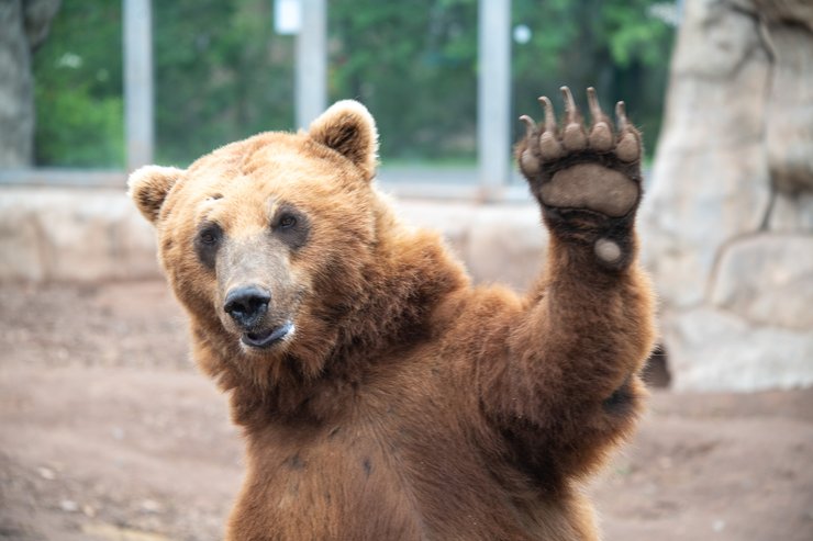 тундра ведмідь коронка для ведмедя
