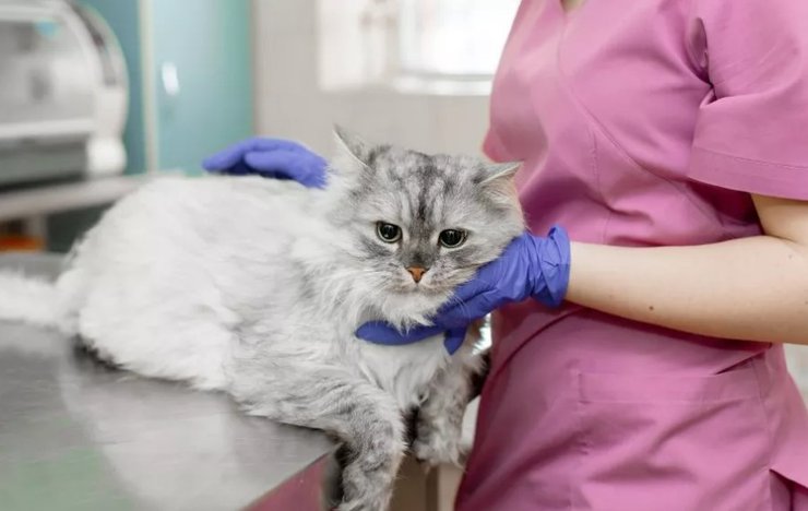 Кішки, тварини, домашні тварини коти, прихистив 300 кішок, допомагав тваринам, вагітні кішки, пандемія, покинуті кішки