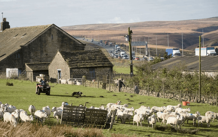 Фермер із собакою та отарою овець на тлі будинку Стотт-Холл