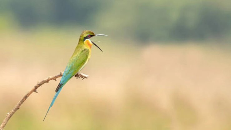 Птахи, графік, яйця, ранній, термін