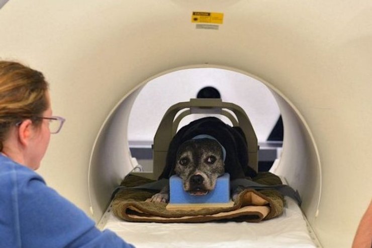 собака, МРТ
