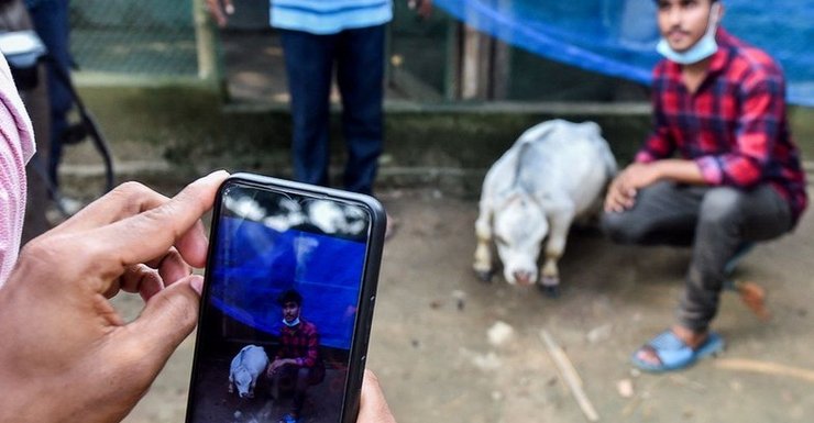 Сама маленька корова в світі