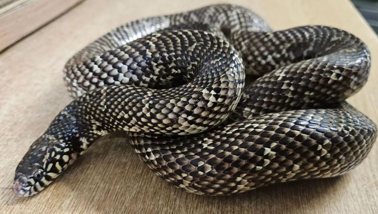 Семья из Великобритании нашла под диваном настоящую змею, как рептилия попала в помещение