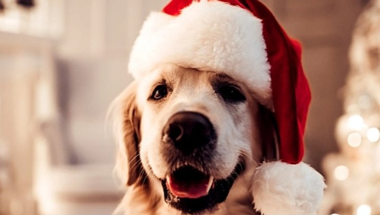 золотистый ретривер, ласковая порода собак, ласковые собаки, порода собак