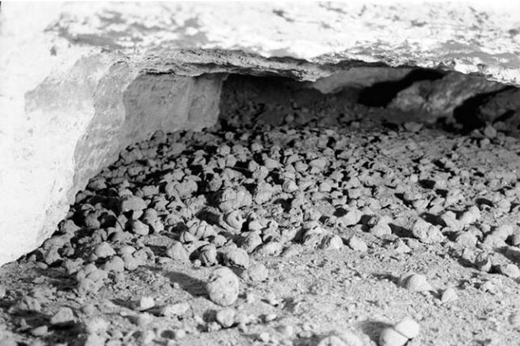 кости ленивец