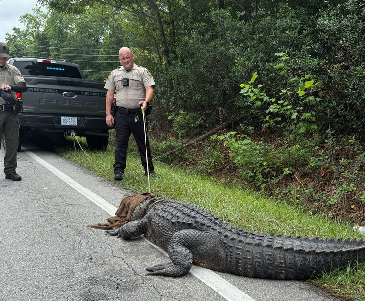 Полиция пытается арестовать аллигатора