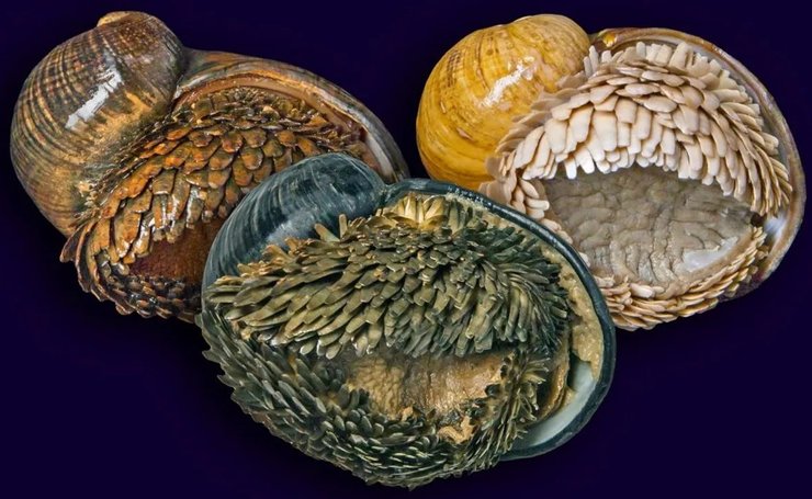 вулкан равлик панцир