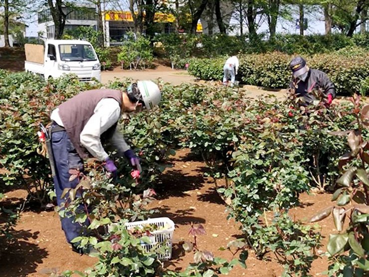 розы, япония