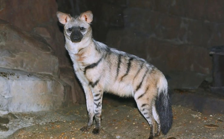 земляний вовк, дивовижні тварини, незвичайні тварини, рідкісні тварини