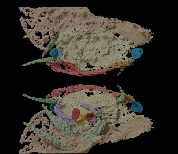 Arthropleura, комаха