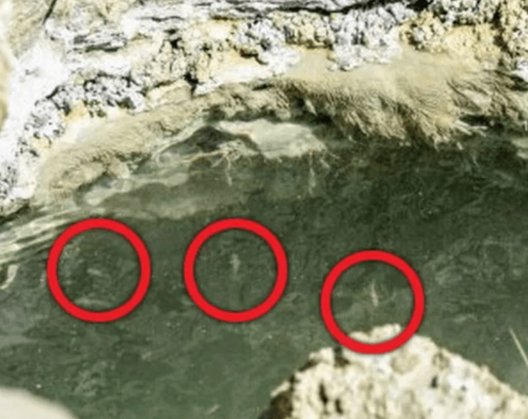 риба в Мертвому морі