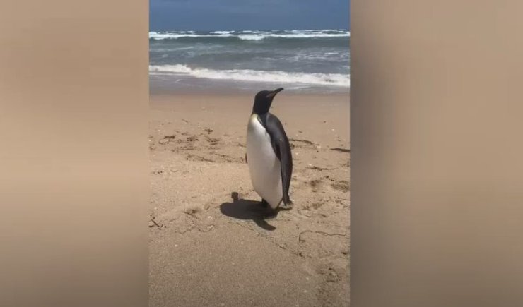 австралия королевский пингвин