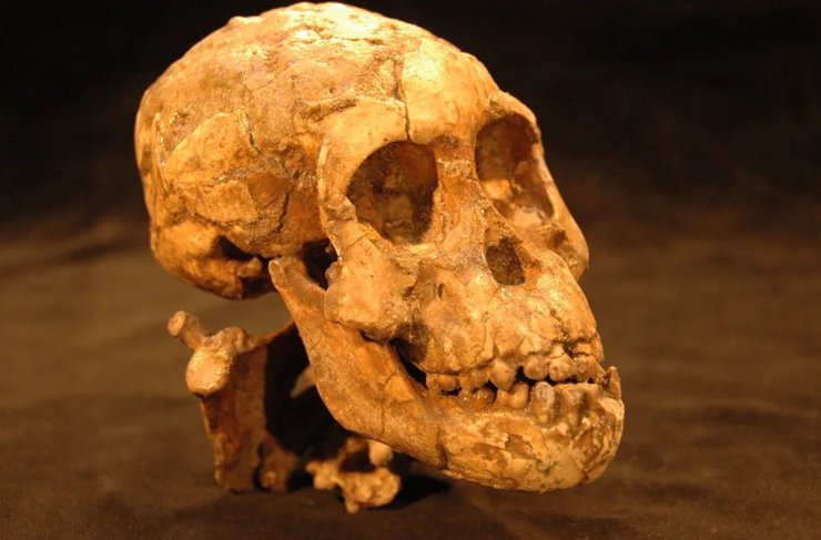 австралопитек череп