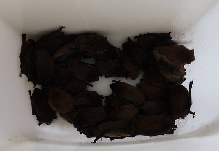 миші-сопрано, кажани