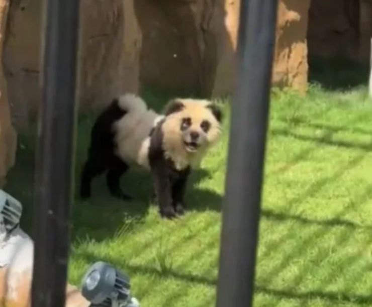 Собак перекрасили в панд в зоопарке Китая, зверинец, курьезы, интересные новости, мошенничество, обман, животные