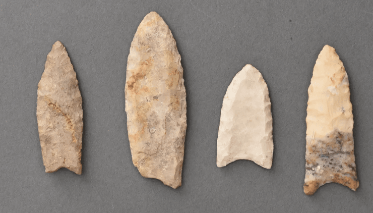 археология, орудие труда, оружие, древние люди, история, находка, древние диеты, ледниковый период, углеводы, желудки добычи, сбалансированное питание, экстремальные условия, высокоширотные зимы, жвачные животные, травоядные, дигеста