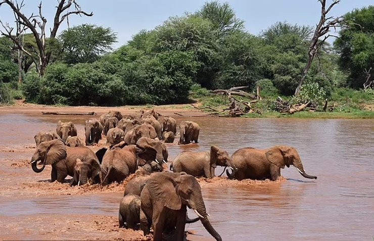 слон африканський, вимирання слонів, слони вимирання