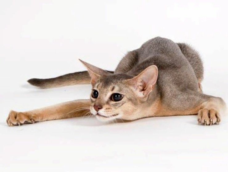 абиссинская кошка