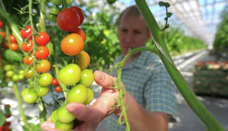вирощування овочів, помідори, врожай, урожай помідор