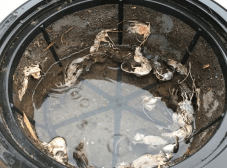 нашествие, мыши, грызуны, паразиты, австралия, новый южный уэльс, урожай зерна