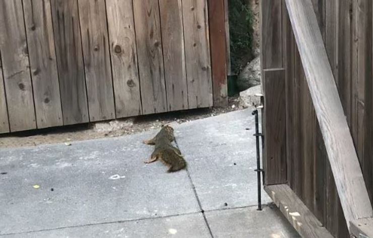 Белки в заливе Сан-Франциско страдают от жары.