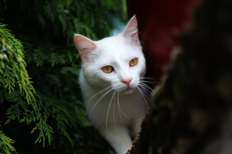 кошка, человек, социум