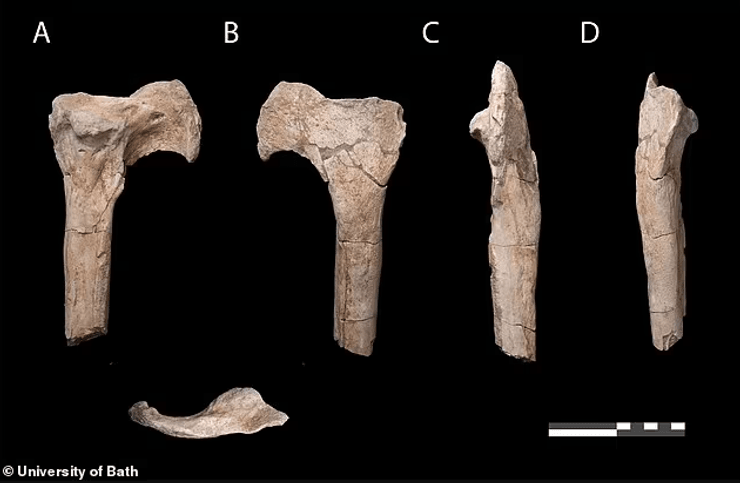динозавр, раскопки, тираннозавр, новый вид, находка, исследование, останки, окаменелость, астероид