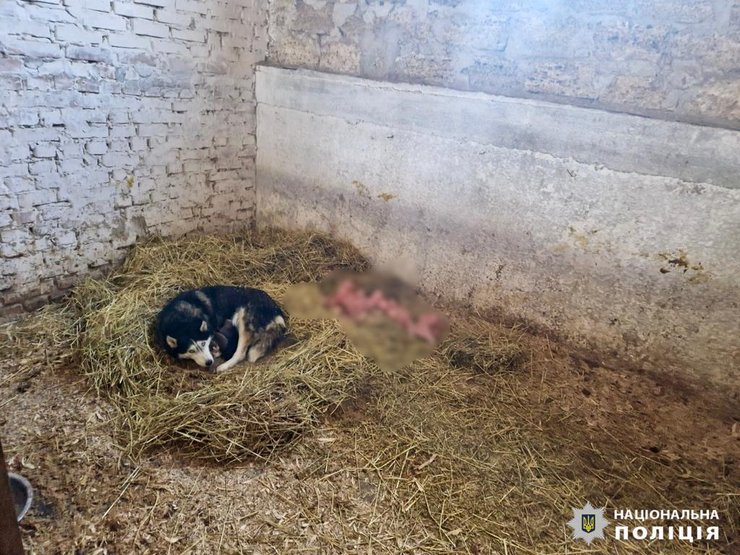 Хаски со щенками