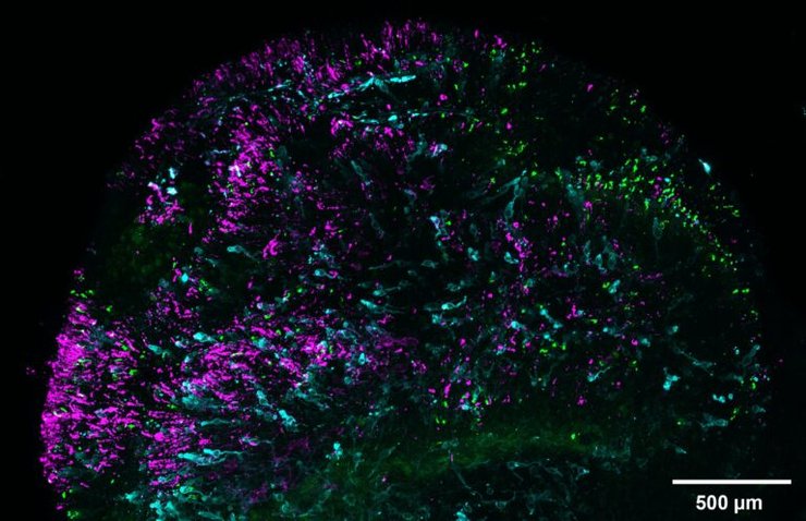 глаза, люди, зрение, цвет, кислота, ДНК, хромосома, исследования, ученые, наука, сетчатка, колбочки, развитие, биология