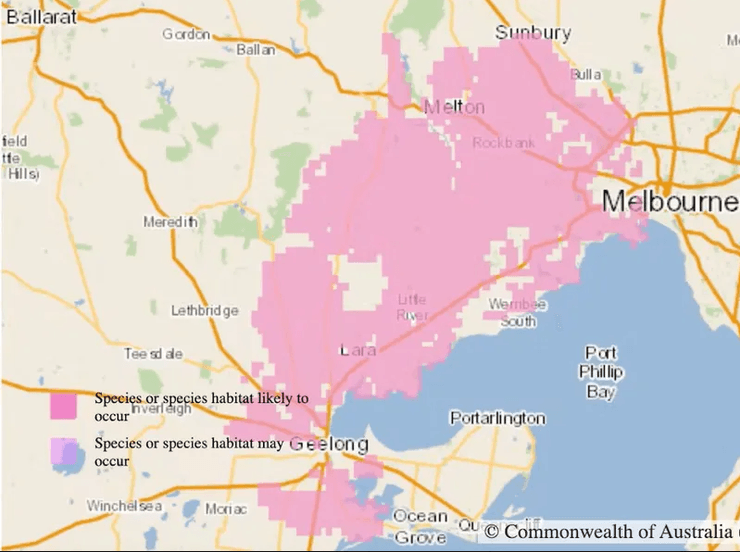 дракон, Австралия, ящерица, ареал, вид, луга, строительство, средства, сохранение видов