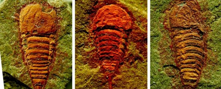 стародавня тварина Setapedites abundantis