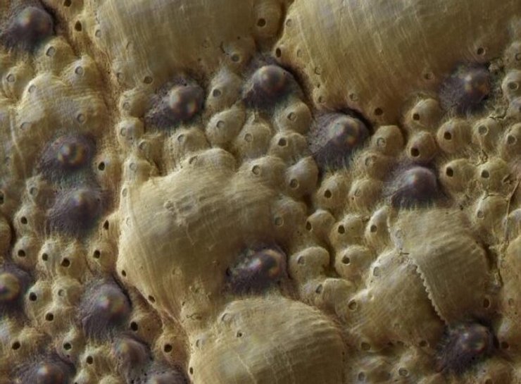 хитоны глаза