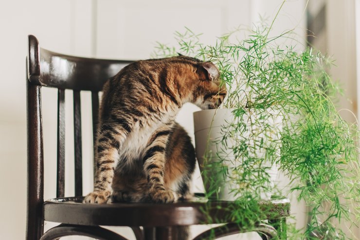 кішка, кімнатні квіти