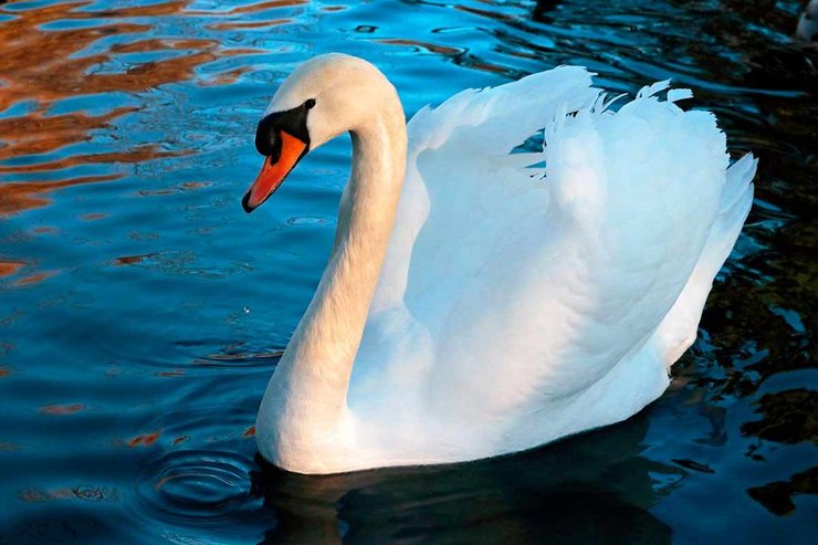 лебідь-шипун, вода, фото