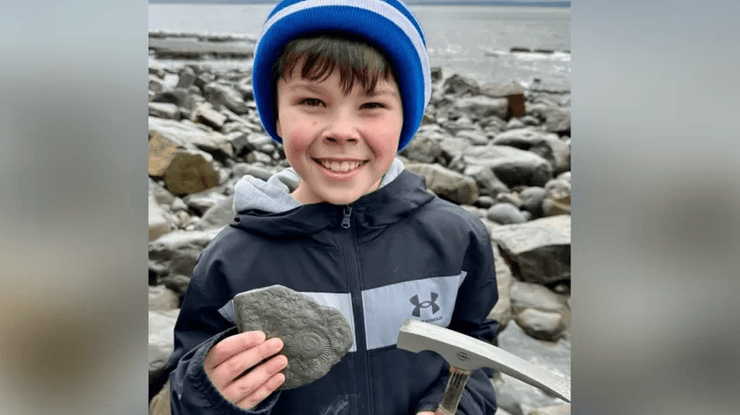 скам'янілість, останки, древні тварини, амоніт, молюск, знахідка, археологія,