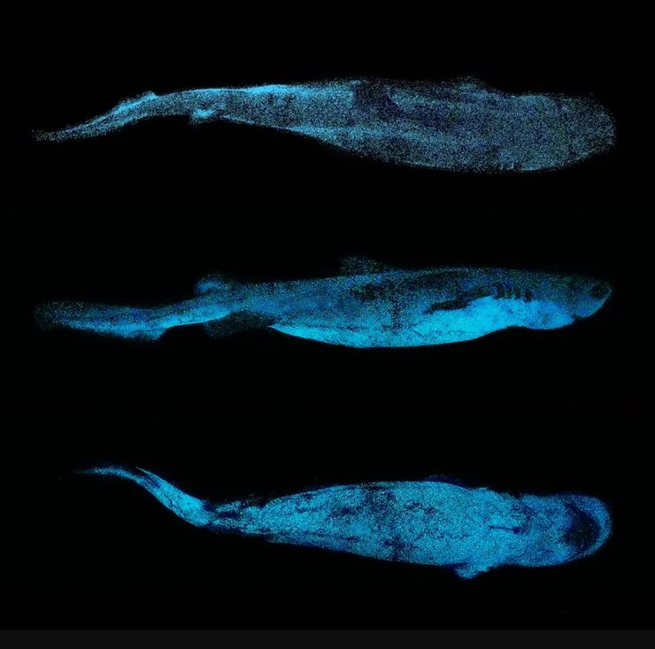 светящиеся акулы