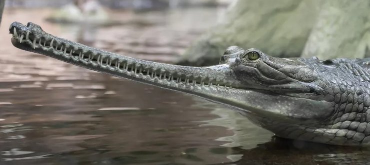 гавиал крокодил