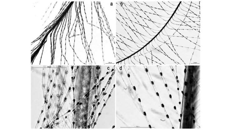 перья, птицы, фото, микроскоп