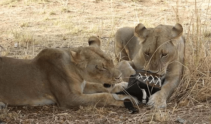 Львы украли сумку во время сафари, сафари, дизайнерская сумочка, дорогая сумка, модные вещи, львы украли вещи, дикие животные