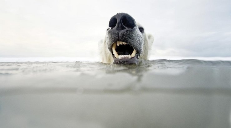 белый медведь, полярный медведь, международный день белого медведя, вымирающий вид