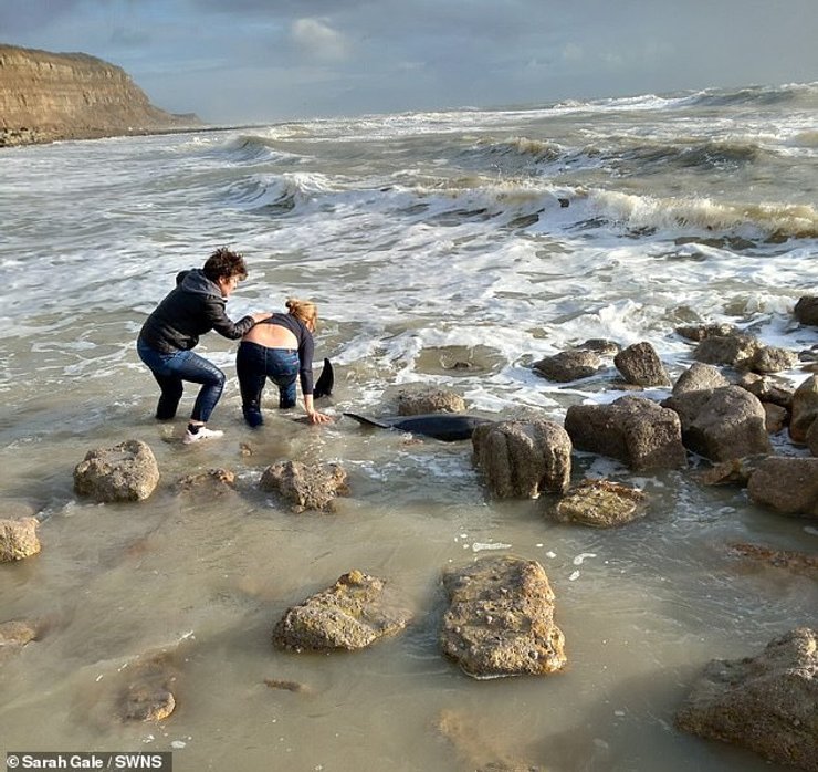 Дельфин на берегу